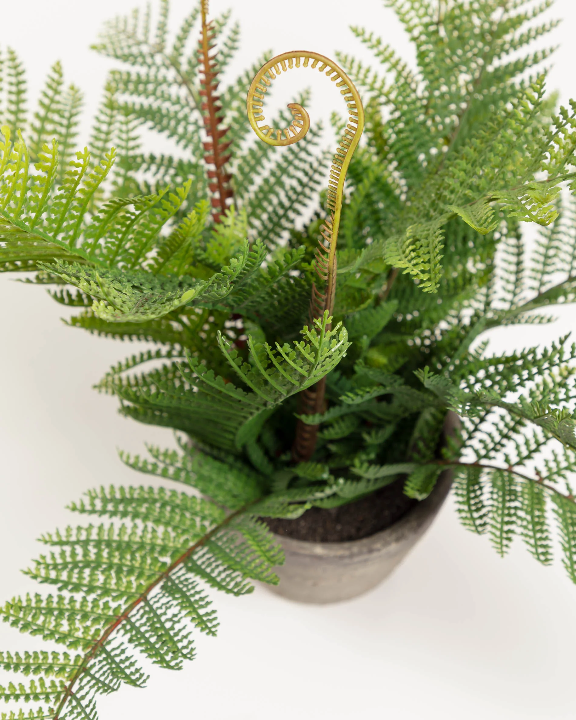 Filicopsida artificial plant